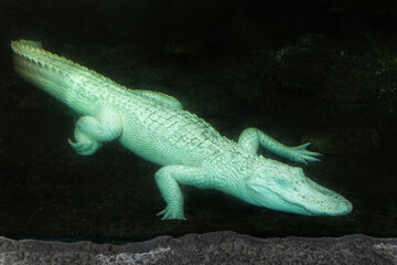 Alligator swimming in a tranquil underwater habitat at a local aquarium during midday hours