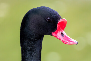 common shelduck (Tadorna tadorna)