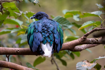 Nicobar pigeon (Caloenas nicobarica)