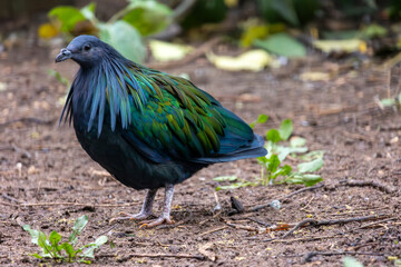Nicobar pigeon (Caloenas nicobarica)