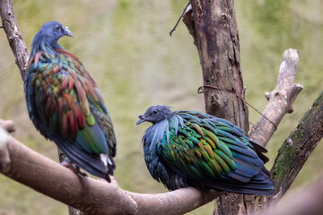 Nicobar pigeon (Caloenas nicobarica)