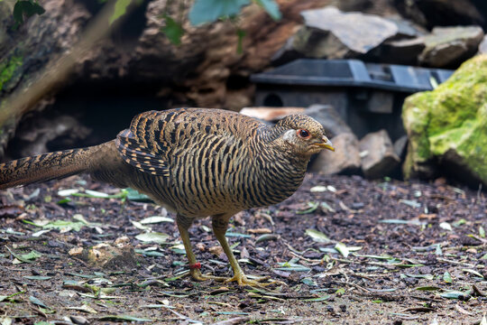female golden pheasant (Chrysolophus pictus)