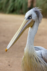 spot-billed pelican (Pelecanus philippensis)