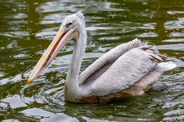 spot-billed pelican (Pelecanus philippensis)