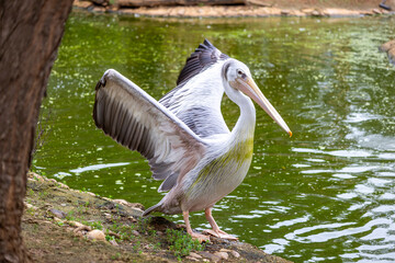 spot-billed pelican (Pelecanus philippensis)