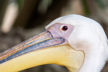 great white pelican (Pelecanus onocrotalus)