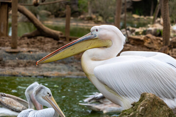 great white pelican (Pelecanus onocrotalus)