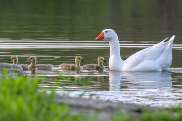 Domestic goose swimming in a lake with Canada geese chicks.
