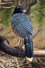 bare-faced curassow (Crax fasciolata)
