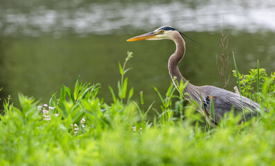Great blue heron standing on the shore of a lake.
