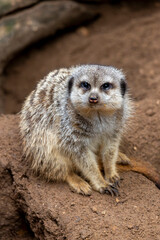 Fototapeta premium meerkat (Suricata suricatta)