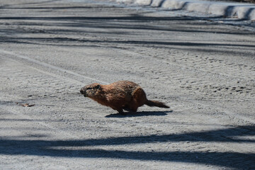 Running Groundhog