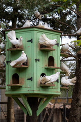 White doves in captivity