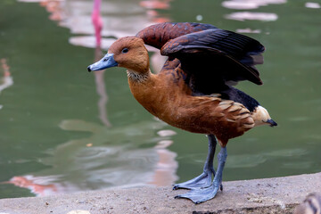fulvous whistling duck (Dendrocygna bicolor)