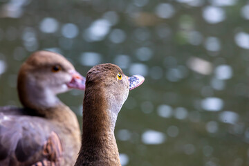 fulvous whistling duck (Dendrocygna bicolor)