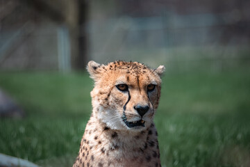 portrait of a cheetah