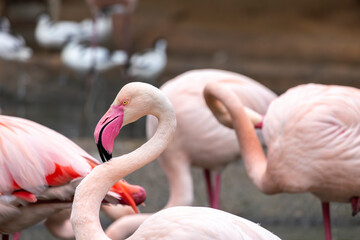 beautiful pink flamingo bird