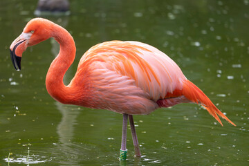 American flamingo (Phoenicopterus ruber)