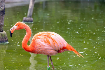 Fototapeta premium American flamingo (Phoenicopterus ruber)