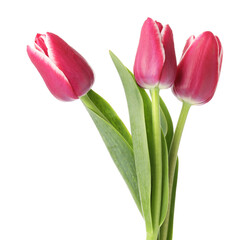 Three beautiful pink tulips isolated on white