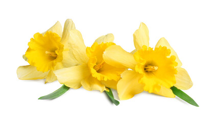 Three beautiful yellow daffodils isolated on white