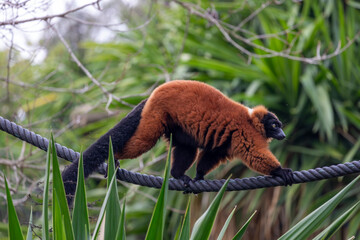 red ruffed lemur (Varecia rubra) © Mauro Rodrigues