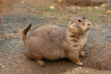 Mexican prairie dog (Cynomys mexicanus)