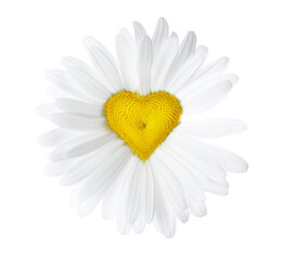 Obraz premium Chamomile flower with heart-shaped center on white background
