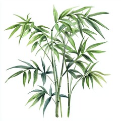 Fototapeta premium Watercolor Bamboo Palm on white background
