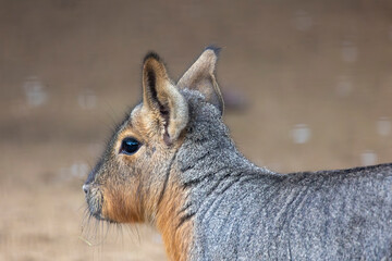 Fototapeta premium Patagonian mara (Dolichotis patagonum)