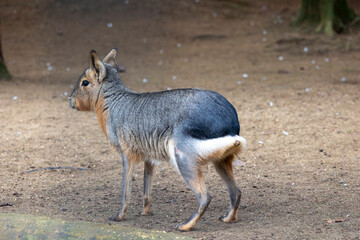 Patagonian mara (Dolichotis patagonum)