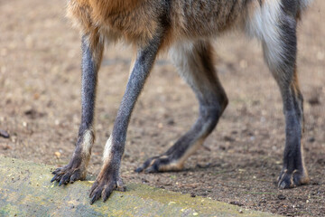 Patagonian mara (Dolichotis patagonum)