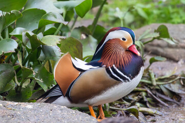 mandarin duck (Aix galericulata) © Mauro Rodrigues