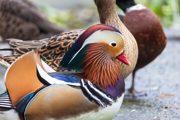 mandarin duck (Aix galericulata) © Mauro Rodrigues