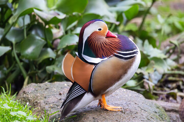 mandarin duck (Aix galericulata). © Mauro Rodrigues
