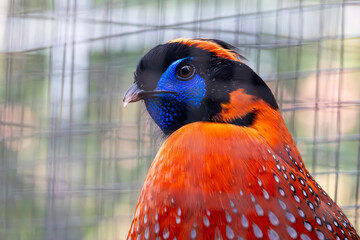 Temminck's tragopan (Tragopan temminckii) © Mauro Rodrigues