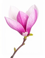 Fototapeta premium Delicate pink magnolia blossom on a slim stem isolated on white