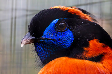 Temminck's tragopan (Tragopan temminckii) © Mauro Rodrigues