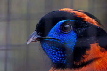 Temminck's tragopan (Tragopan temminckii) © Mauro Rodrigues