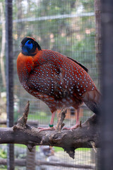 Temminck's tragopan (Tragopan temminckii) © Mauro Rodrigues