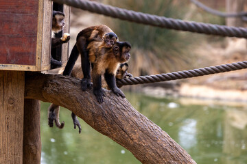 black-striped capuchin (Sapajus libidinosus)