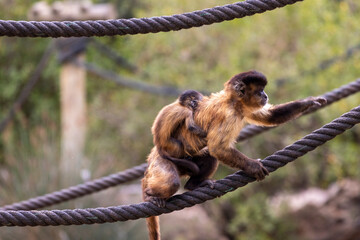 black-striped capuchin (Sapajus libidinosus) © Mauro Rodrigues