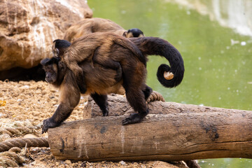 black-striped capuchin (Sapajus libidinosus) © Mauro Rodrigues