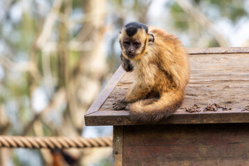 black-striped capuchin (Sapajus libidinosus) © Mauro Rodrigues