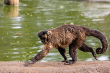 black-striped capuchin (Sapajus libidinosus) © Mauro Rodrigues
