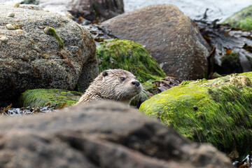 An eurasian otter moving through the boulders and rocks along a coastal part of Shetland Islands.