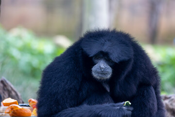 Siamang (Symphalangus syndactylus) gibbon © Mauro Rodrigues