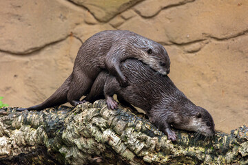 Two Asian small-clawed otter (Aonyx cinereus) © Mauro Rodrigues