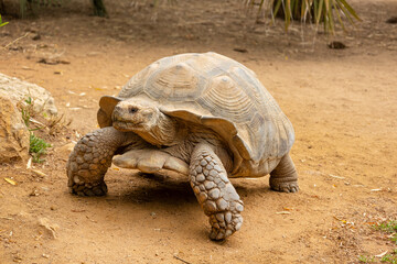 African spurred tortoise (Centrochelys sulcata)