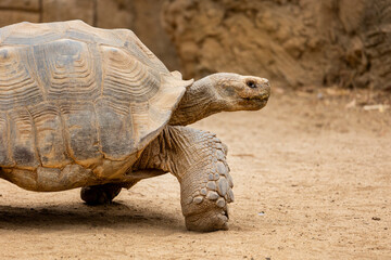 African spurred tortoise (Centrochelys sulcata)